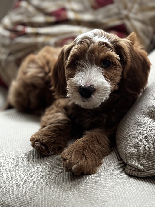 Dionysius Miller, CC0, via Wikimedia Commons