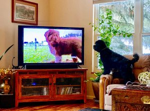 Photo of Kelby May looking at a dog on the television
