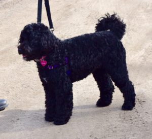 Photo of Kelby May on lead