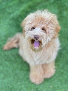 Arrowheads Dancer the Romancer