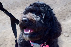 Photo of Kelby May on a lead