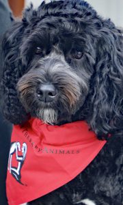 Closeup photo of Australian Cobberdog Kelby May
