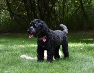 Photo of Australian Cobberdog Kelby May in grass