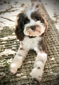 Photo of Country Charms Waldo