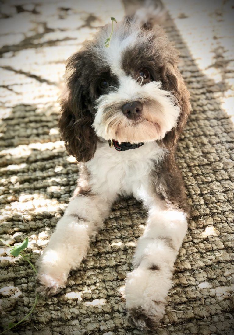 Photo of Country Charms Waldo