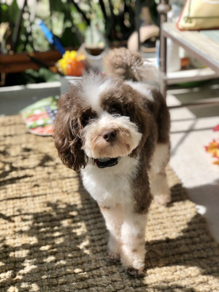 Photo of Country Charms Waldo