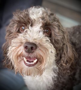 Close up photo of Country Charms Waldo