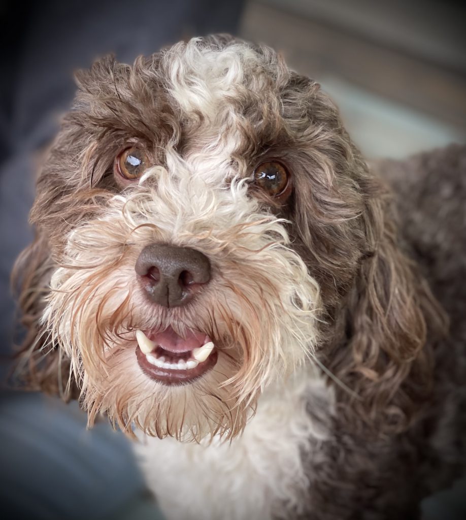 Close up photo of Country Charms Waldo