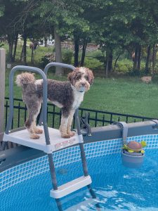 Photo of Country Charms Waldo at the swimming pool