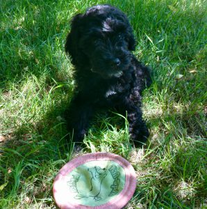 Photo of Kelby May as a puppy with a flying disc