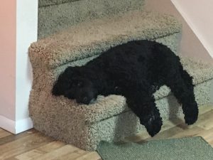 Photo of Kelby May sleeping on the stairs