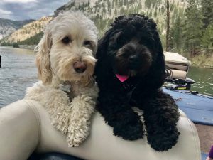 Photo of MountainAyres Australian Cobberdog Kelby May and Maddox