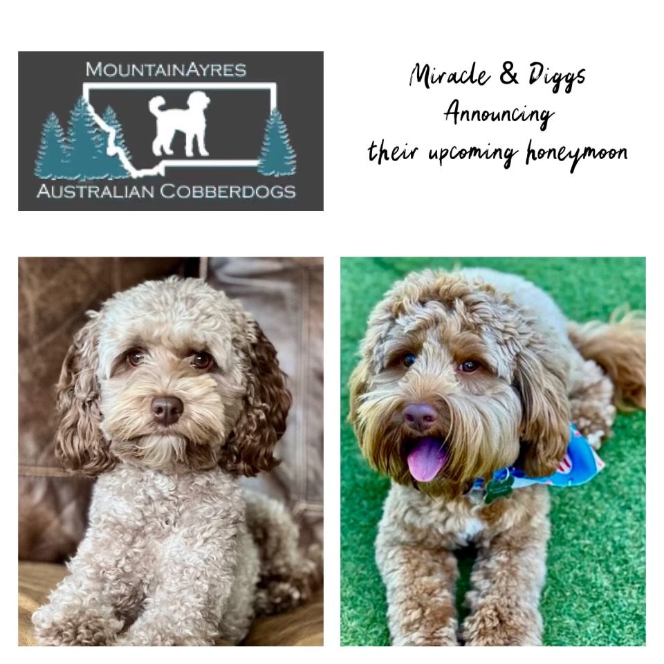 Miracle and Diggs, Australian Cobberdog parent dogs at Mountain Ayres, expecting a planned litter