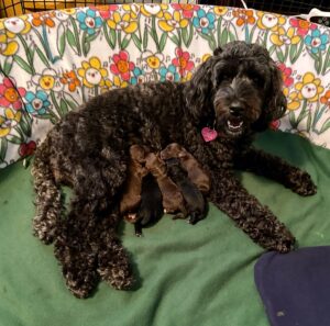 Kelby May with puppies