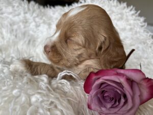 Newborn Cobberdog Puppy