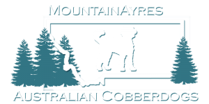 MountainAyres Australian Cobberdogs Logo